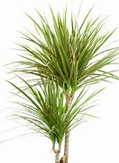 Image result for Dracena Multi