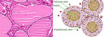 Image result for Parafollicular Cells Histology