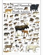 Image result for North American Mammals List