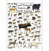 Image result for Baby North American Mammals