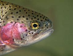 Image result for Trout Swimming