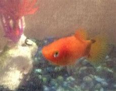 Image result for Baby Platy