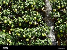 Image result for Espalier Pear Tree