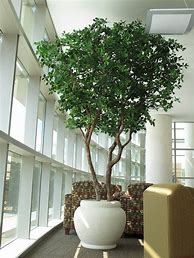 Image result for Artificial Olive Tree