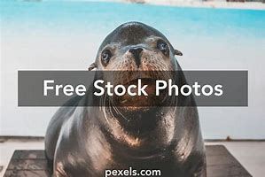 Image result for Cute Sea Lion