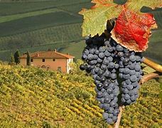 Image result for Tuscany Italy Wine