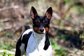 Image result for Rat Terrier AKC