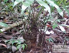 Image result for Zamia Elegantissima