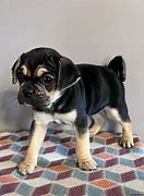 Image result for Puggle Love