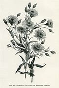 Image result for Botanical Illustrations Free