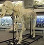 Image result for Horror Elephant Skeleton