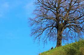 Image result for Pohon Dengan Bench