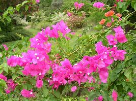 Image result for Tropical Plant with Pink Flowers