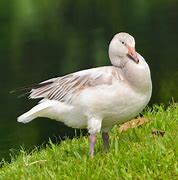 Image result for Arctic Snow Goose