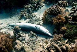 Image result for Finned Shark No Blood