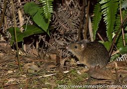 Image result for Amami Spiny Rat