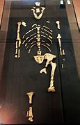 Image result for Oldest Human Skeleton Found