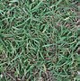 Image result for Nutsedge vs Crabgrass