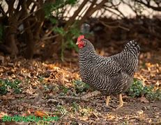 Image result for Blue Plymouth Rock Chicken