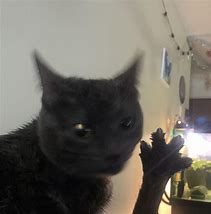 Image result for Cursed Cat Pictures