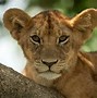 Image result for Big Cats Fotos