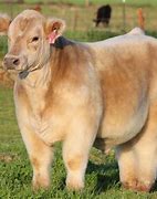 Image result for Shampoo Cow