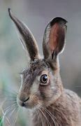 Image result for Hare Portrait