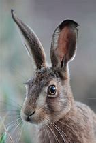 Image result for Hare Portrait Face