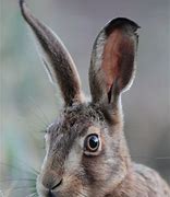 Image result for Hare Portrait Face