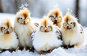 Image result for Cute Silkie Chickens