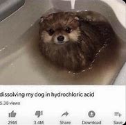 Image result for Green Dog Bathtub Meme