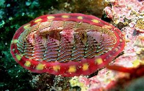 Image result for Chiton Wetlands