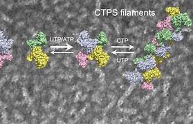 Image result for Protein Assembly