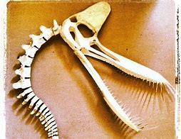 Image result for Bone Headed Dinosaur