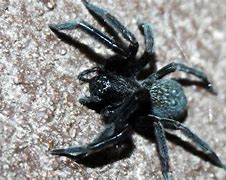 Image result for Brown House Spider Poisonous