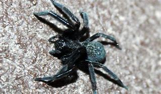 Image result for Black House Spider Bite