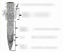 Image result for Root Cap Apical Meristem