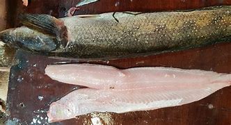 Image result for Sebal Fish