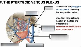 Image result for Venous Plexuses