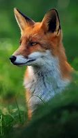 Image result for Fox Head Profile