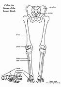 Image result for Lower Body Drawing