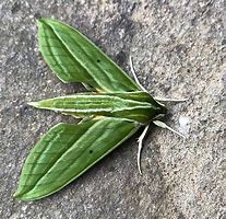 Image result for Sphingine Moth