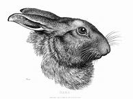 Image result for Hare Portrait Side Profile