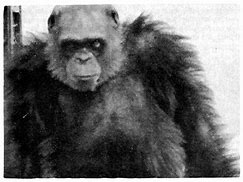 Image result for 6Ft Chimpanzee