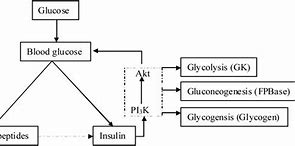 Image result for Insulin Feedback Loop