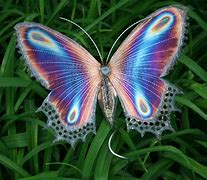 Image result for Pretty Butterfly Wings