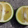 Image result for Citrus Depressa What Does It Smell Like