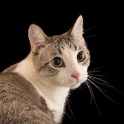 Image result for Pashmac The Cat