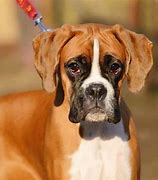 Image result for Boxer Dog Boxing