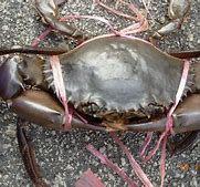 Image result for Ketam Bangkang